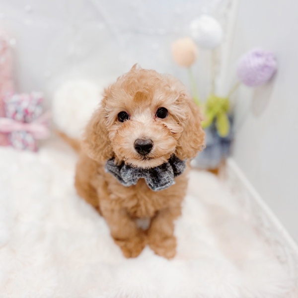 福井県のトイプードル(トイ) (犬の家＆猫の里福井店/2025年11月20日生まれ/男の子/オレンジフォーン)の子犬の4枚目の画像