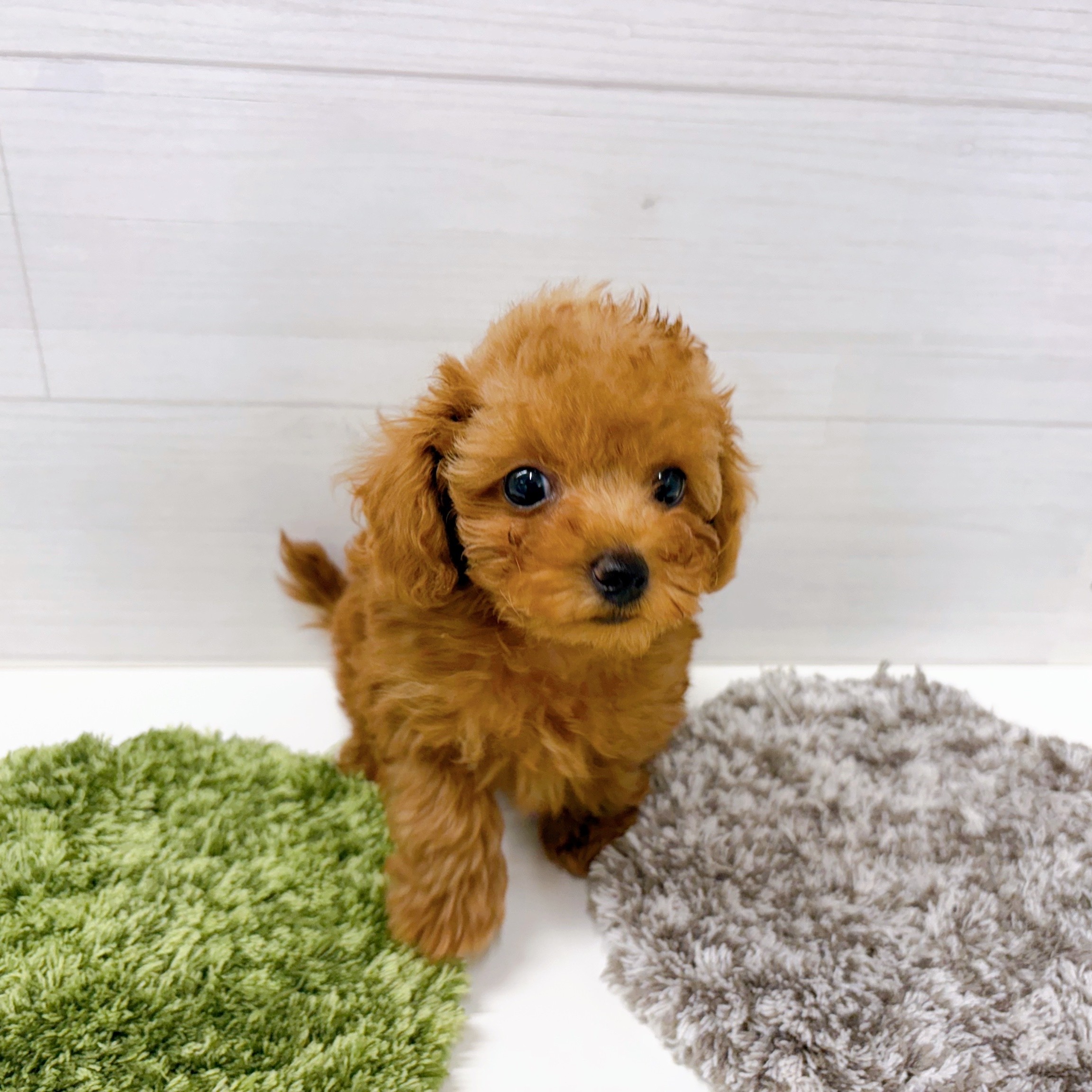 石川県のトイプードル(トイ) (犬の家＆猫の里アミーゴ金沢おこばた店/2025年11月20日生まれ/女の子/レッドフォーン)の子犬の4枚目の画像