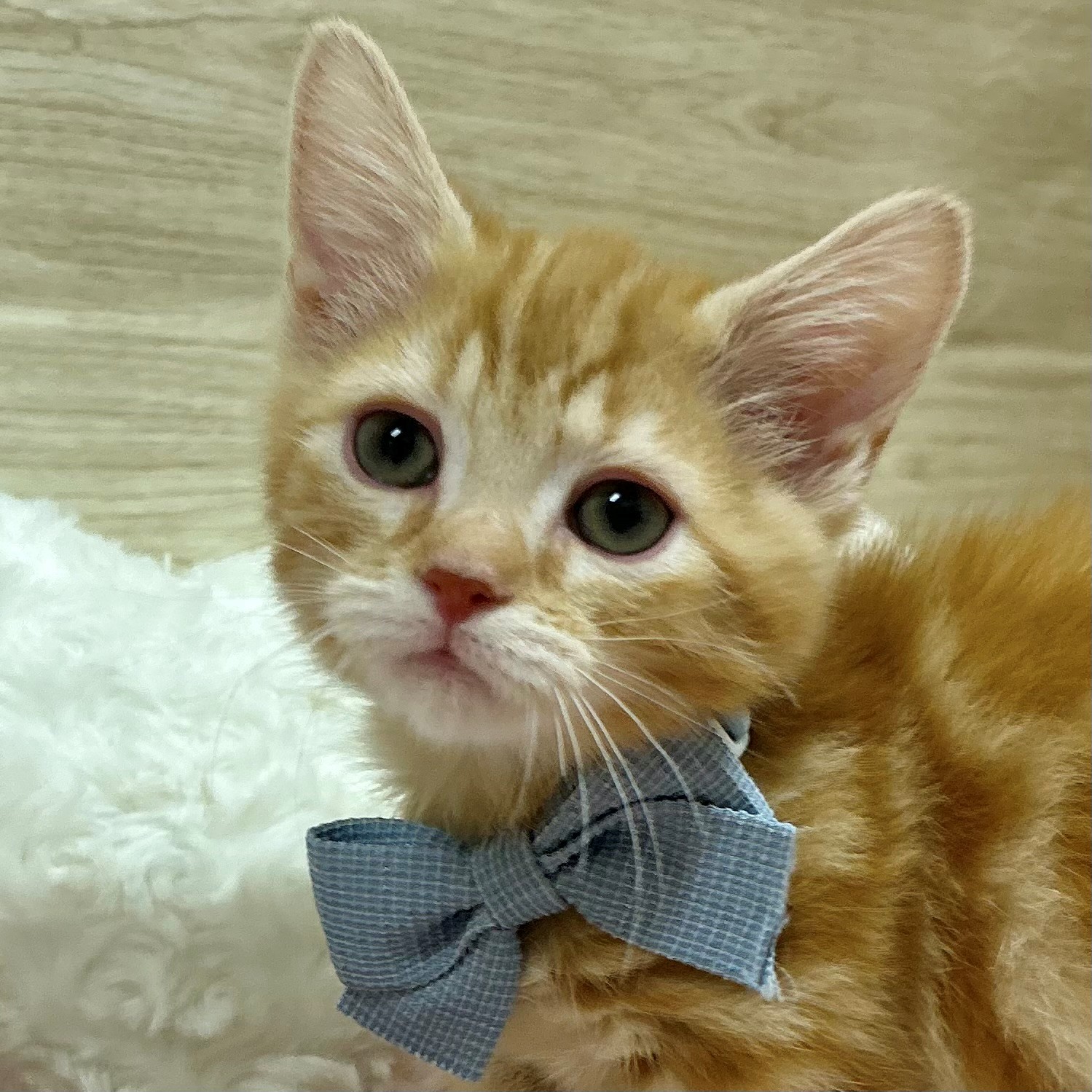 大阪府のマンチカン (犬の家＆猫の里そよら東岸和田店/2025年11月12日生まれ/男の子/レッドタビー)の子猫の4枚目の画像