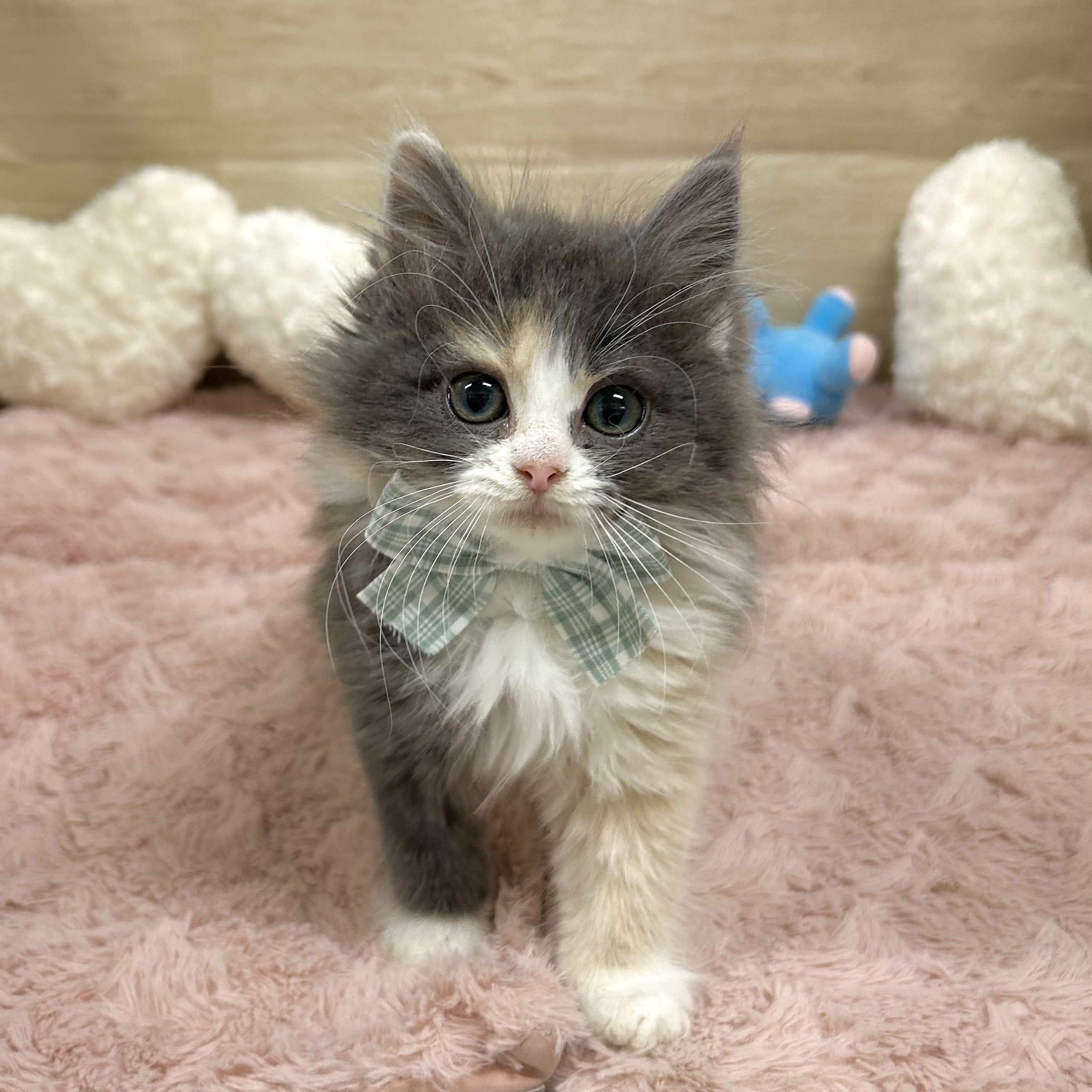 大阪府のノルウェージャンフォレストキャット (犬の家＆猫の里そよら東岸和田店/2025年11月22日生まれ/女の子/ブルークリームホワイト)の子猫の4枚目の画像