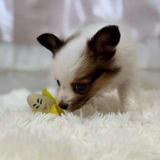 兵庫県のパピヨン (犬の家＆猫の里カナート西神戸店/2025年11月22日生まれ/男の子/ホワイトブラウン)の子犬の4枚目の画像