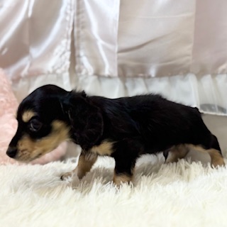 兵庫県のミニチュアダックスフンド(ロング) (犬の家＆猫の里カナート西神戸店/2025年11月22日生まれ/男の子/ブラックタン)の子犬の4枚目の画像