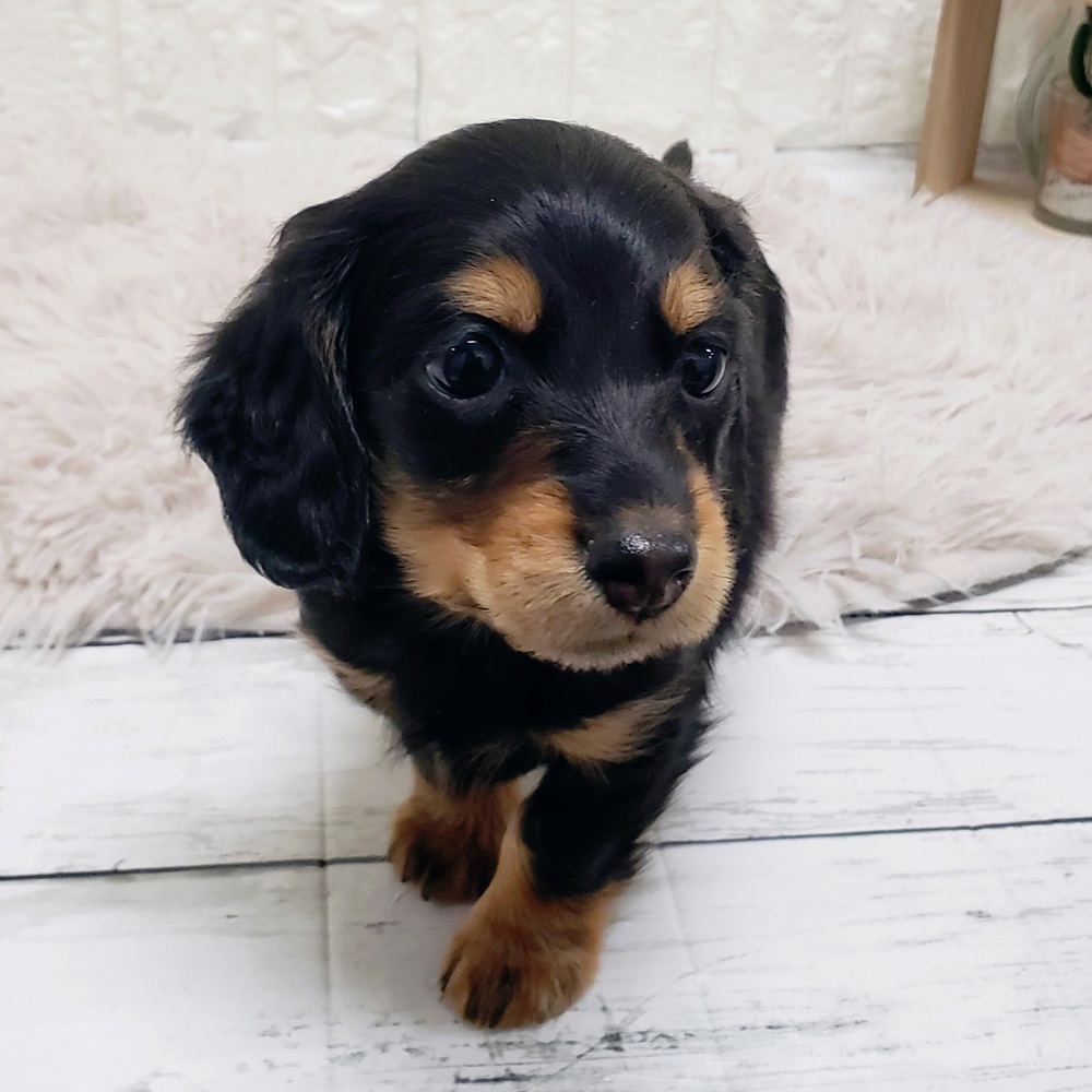 岡山県のミニチュアダックスフンド(ロング) (犬の家＆猫の里岡山店/2025年11月22日生まれ/女の子/ブラックタン)の子犬の4枚目の画像