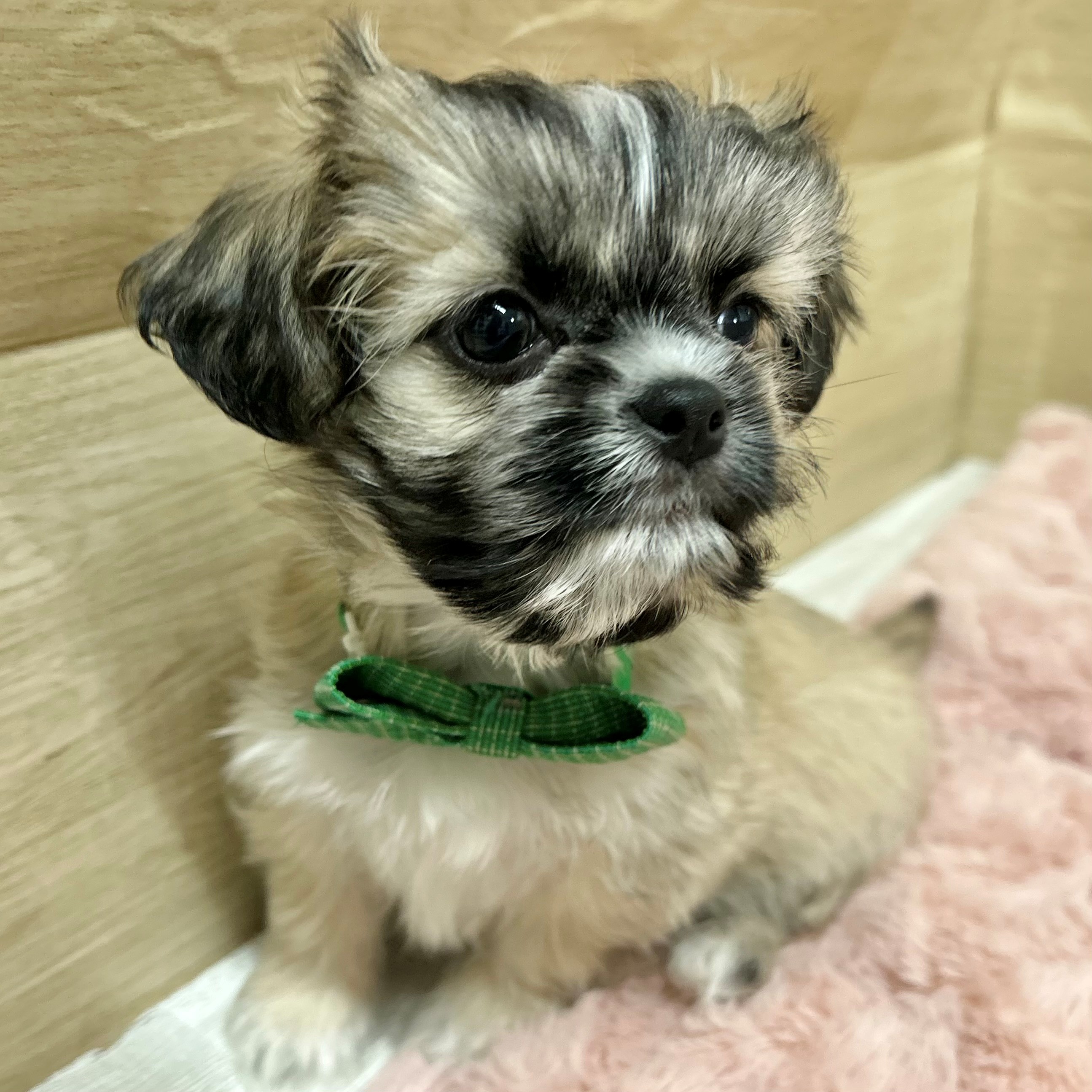 大阪府のチワズー/チワシーズ(チワワ×シーズー) (犬の家＆猫の里そよら東岸和田店/2025年11月22日生まれ/男の子/フォーン)の子犬の4枚目の画像