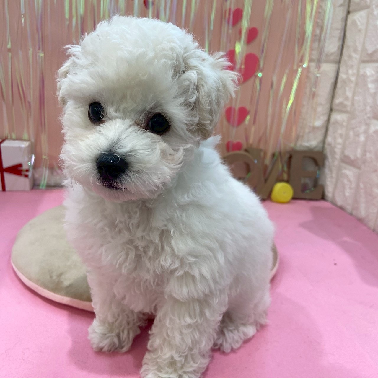 岡山県のビションプー(ビションフリーゼ×プードル) (犬の家＆猫の里倉敷店/2025年11月22日生まれ/男の子/ホワイト)の子犬の4枚目の画像