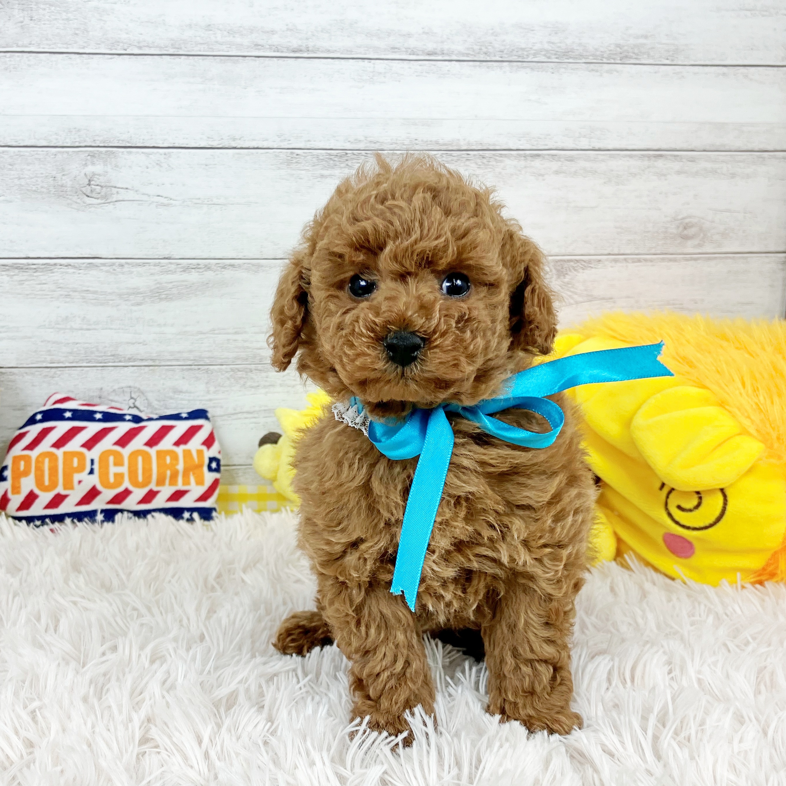 兵庫県のトイプードル(トイ) (犬の家＆猫の里川西店/2025年11月21日生まれ/男の子/レッドフォーン)の子犬の4枚目の画像