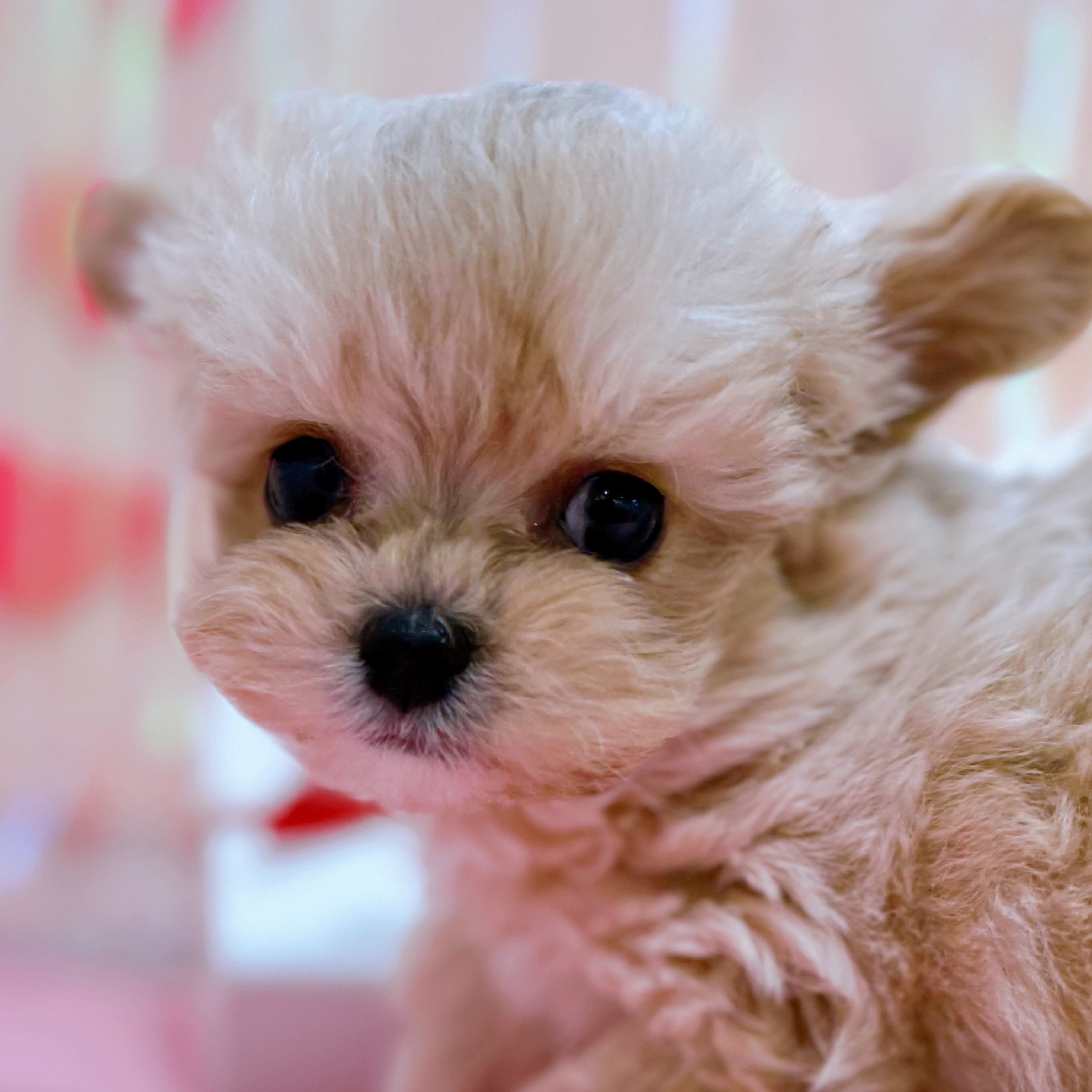 岡山県のチワプー/プーチー(チワワ×プードル) (犬の家＆猫の里倉敷店/2025年11月22日生まれ/男の子/クリーム)の子犬の1枚目の画像