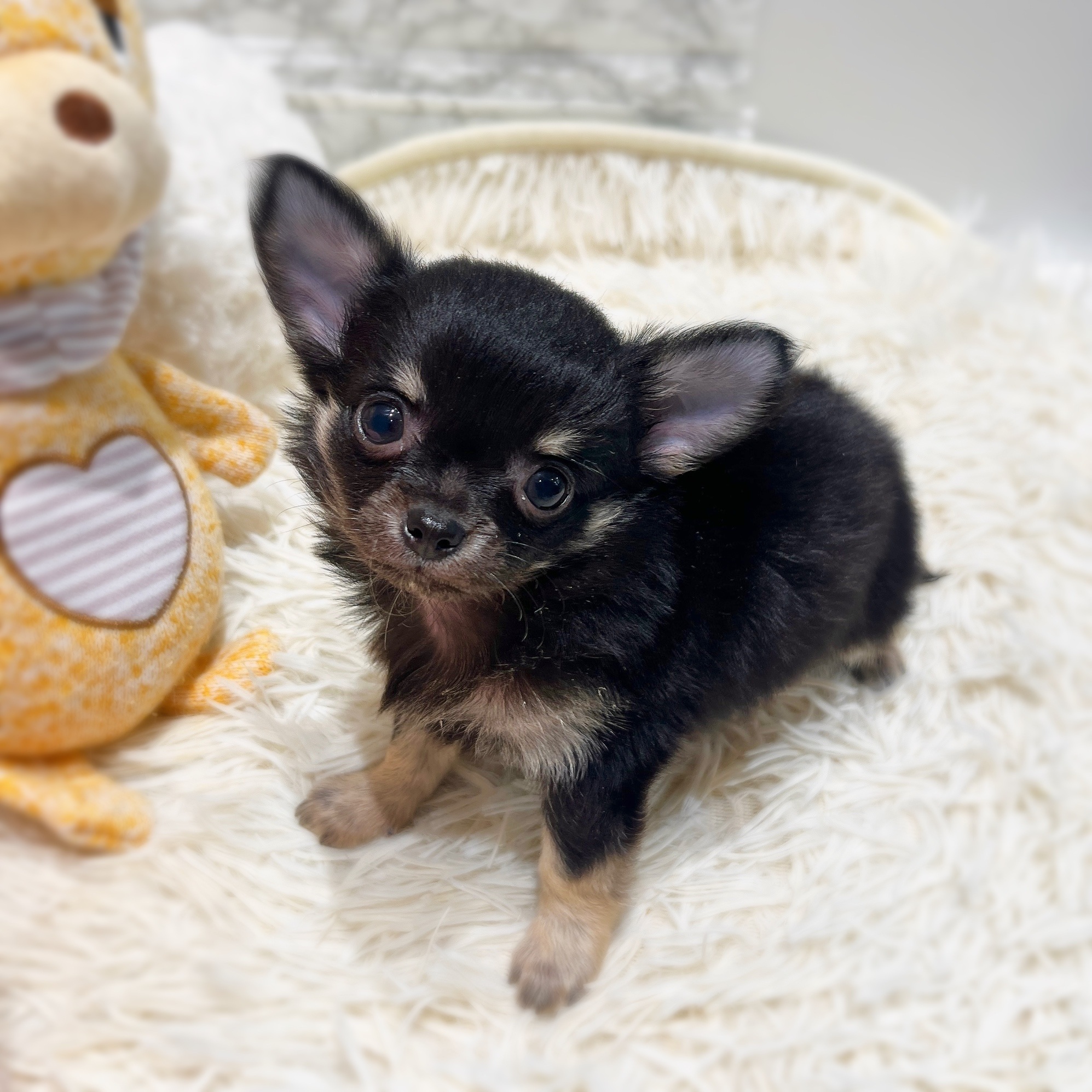 愛知県のチワワ(ロング) (犬の家＆猫の里七宝店/2025年11月23日生まれ/男の子/ブラックタン)の子犬の4枚目の画像