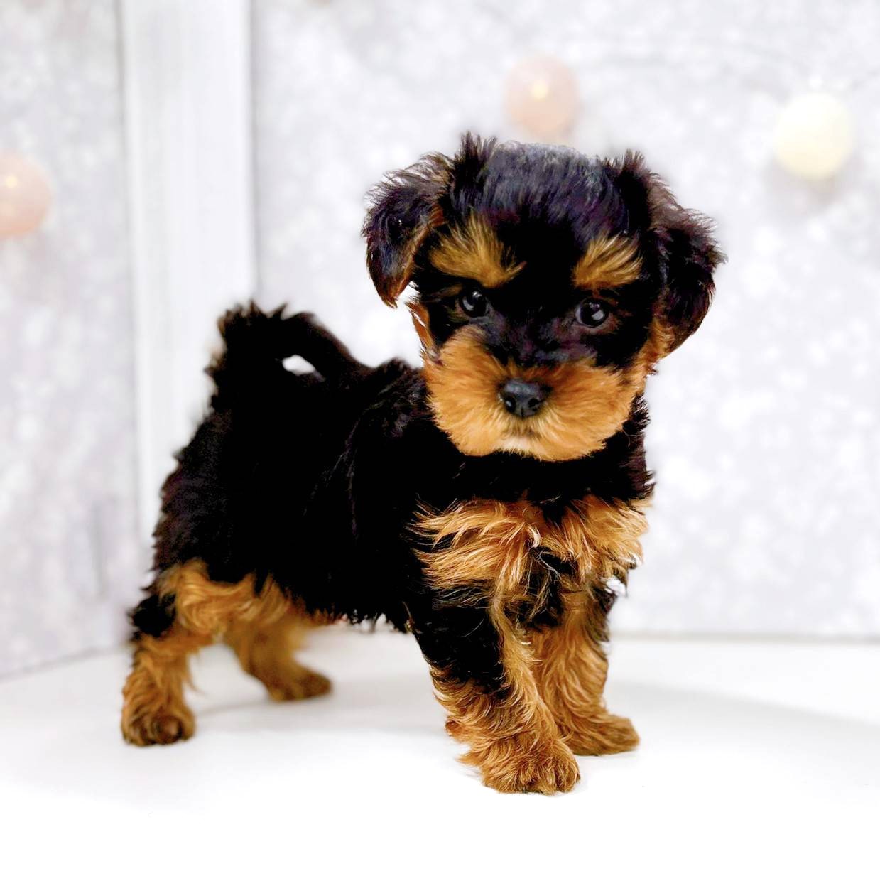 富山県のヨープー(ヨークシャーテリア×プードル) (犬の家＆猫の里アミーゴ高岡蓮花寺店/2025年11月23日生まれ/男の子/ブラックタン)の子犬の4枚目の画像