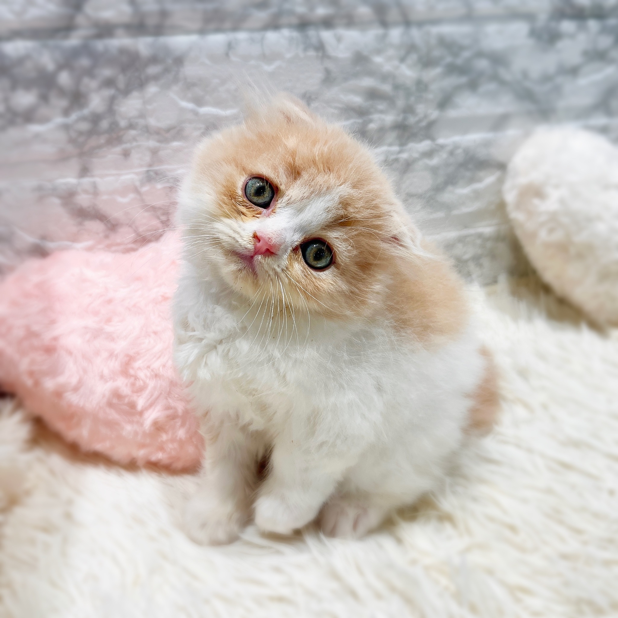 愛知県のスコティッシュフォールド (犬の家＆猫の里七宝店/2025年11月22日生まれ/男の子/クリームタビーホワイト)の子猫の4枚目の画像