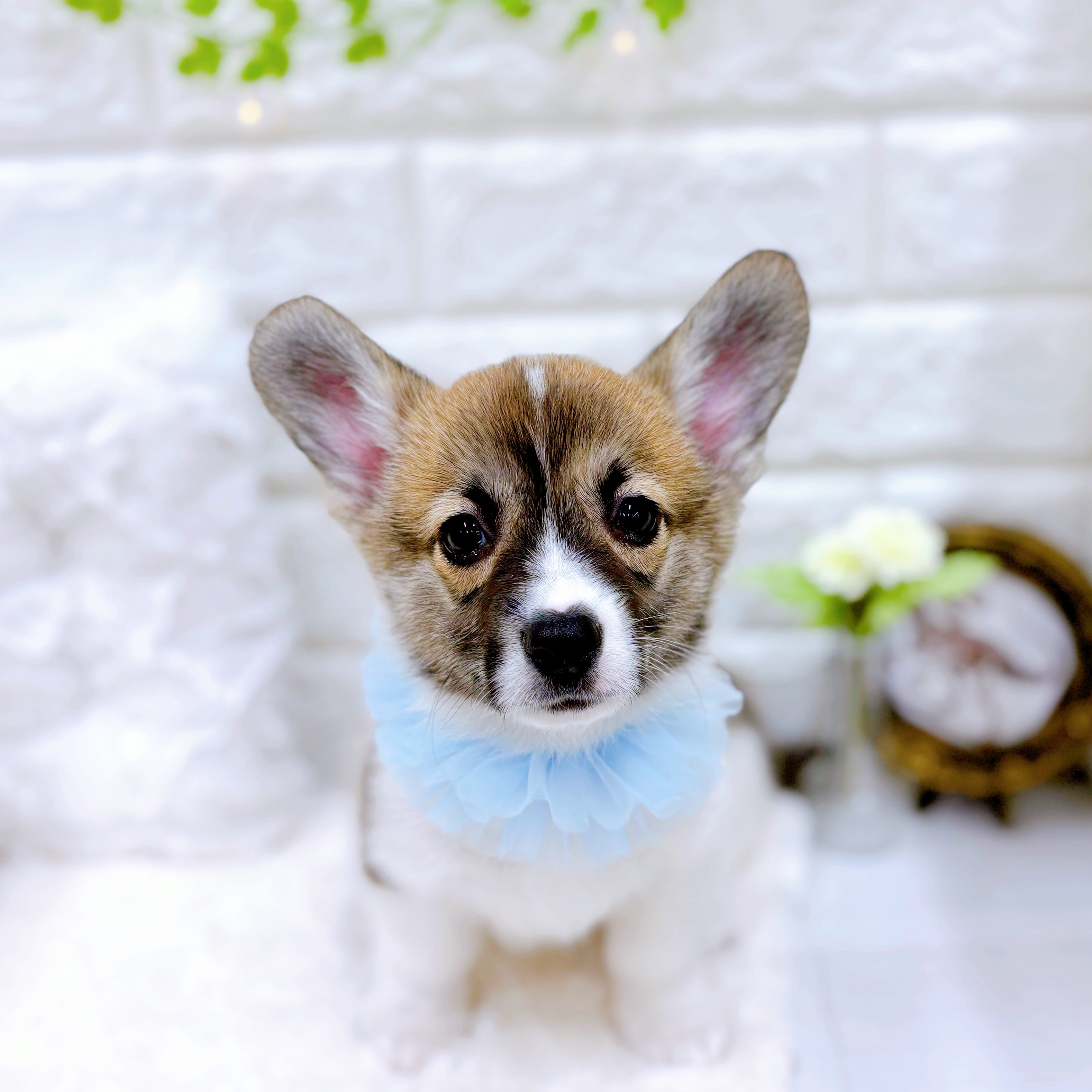 コーギー男の子の写真