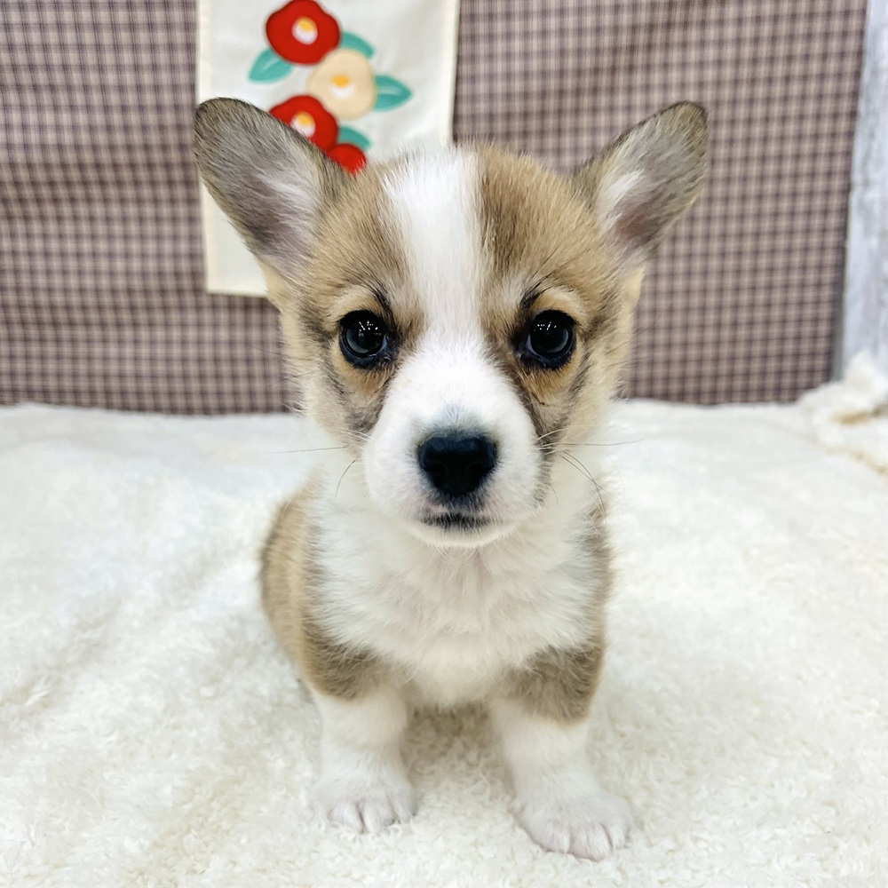 愛知県のウェルシュコーギーペンブローク (犬の家＆猫の里エアポートウォーク店/2025年11月23日生まれ/男の子/レッドホワイト)の子犬の4枚目の画像