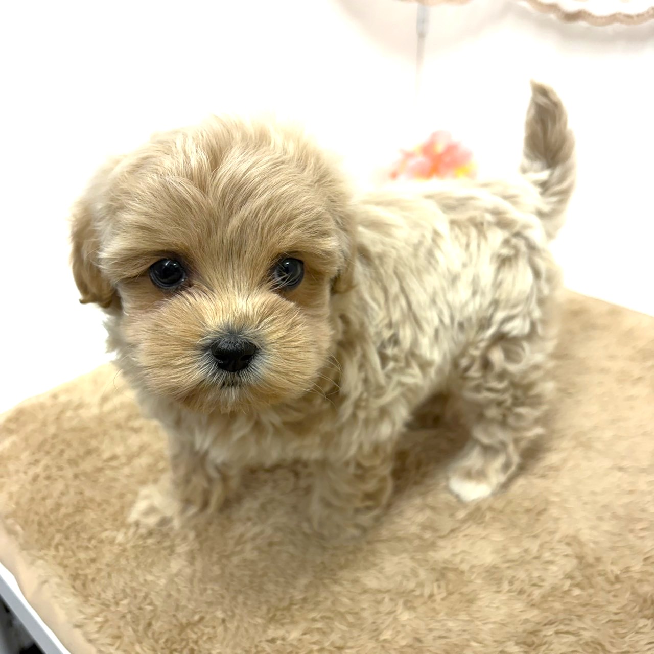 神奈川県のプーズー/プーシーズ(プードル×シーズー) (犬の家＆猫の里相模原店/2025年11月24日生まれ/女の子/アプリコット)の子犬の4枚目の画像