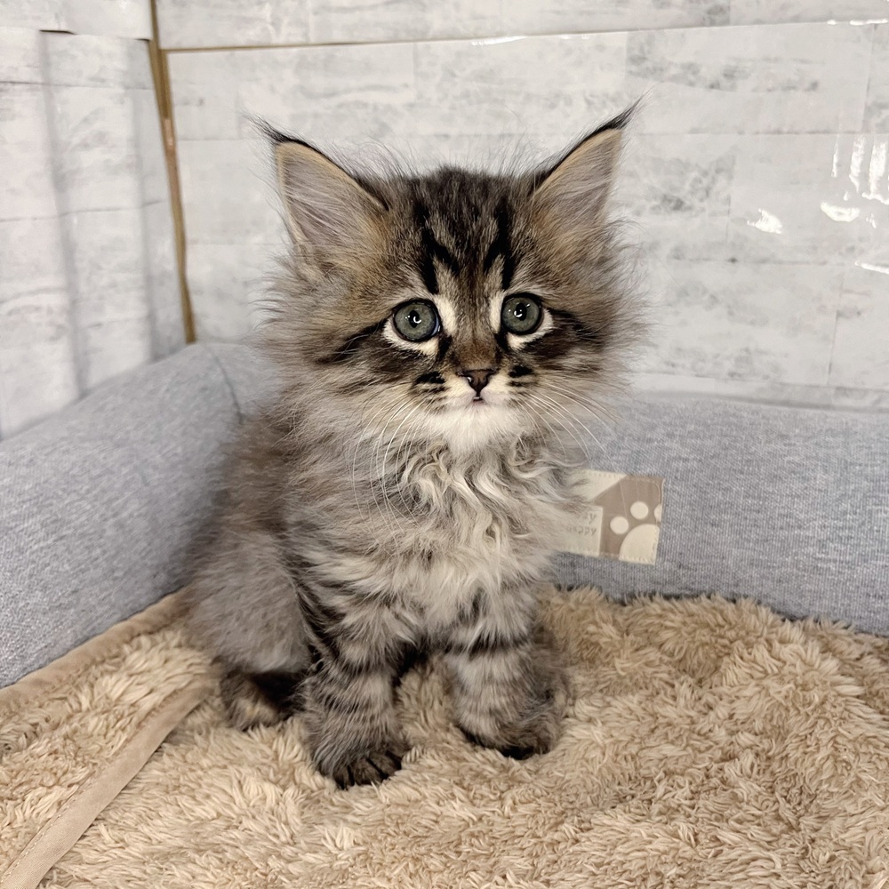 長野県のサイベリアン (犬の家＆猫の里塩尻店/2025年11月23日生まれ/男の子/ブラウンタビー)の子猫の4枚目の画像