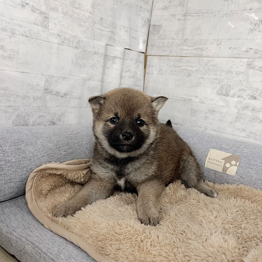 長野県の柴犬(標準サイズ) (犬の家＆猫の里塩尻店/2025年11月24日生まれ/女の子/赤)の子犬の4枚目の画像