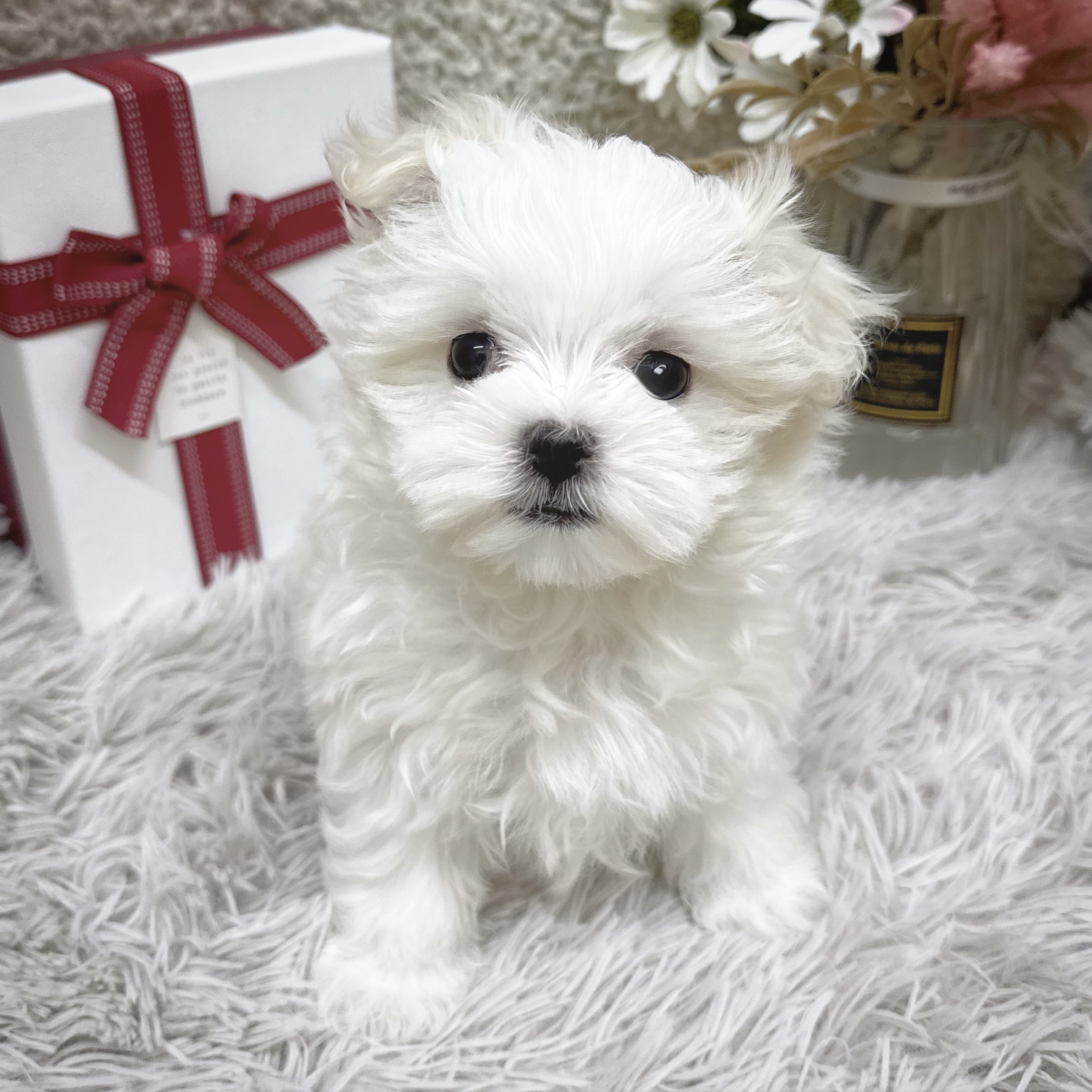 静岡県のマルチーズ (犬の家＆猫の里藤枝店/2025年11月25日生まれ/男の子/ホワイト)の子犬の4枚目の画像