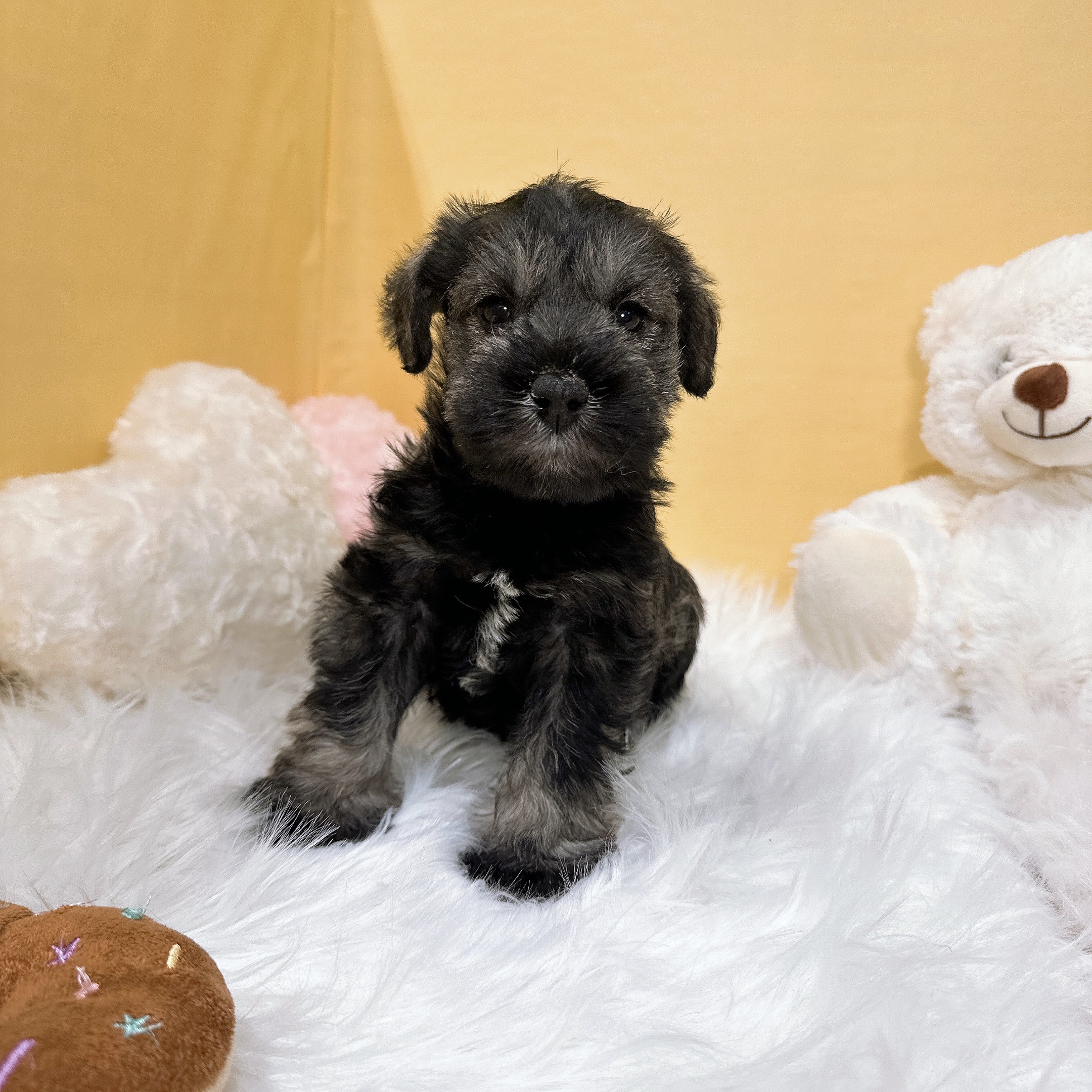 神奈川県のミニチュアシュナウザー (犬の家＆猫の里元住吉ブレーメン通り店/2025年11月25日生まれ/男の子/ソルトペッパー)の子犬の4枚目の画像
