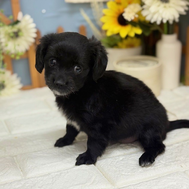 千葉県のチワックス(チワワ×ダックス) (犬の家＆猫の里ワンズモール稲毛店/2025年11月19日生まれ/女の子/ブラックホワイト)の子犬の4枚目の画像