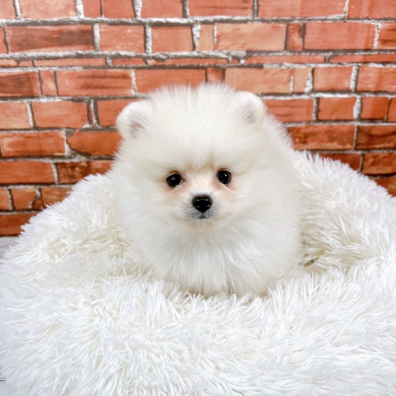 神奈川県のポメラニアン (犬の家＆猫の里小田原店/2025年11月25日生まれ/男の子/クリーム)の子犬の4枚目の画像