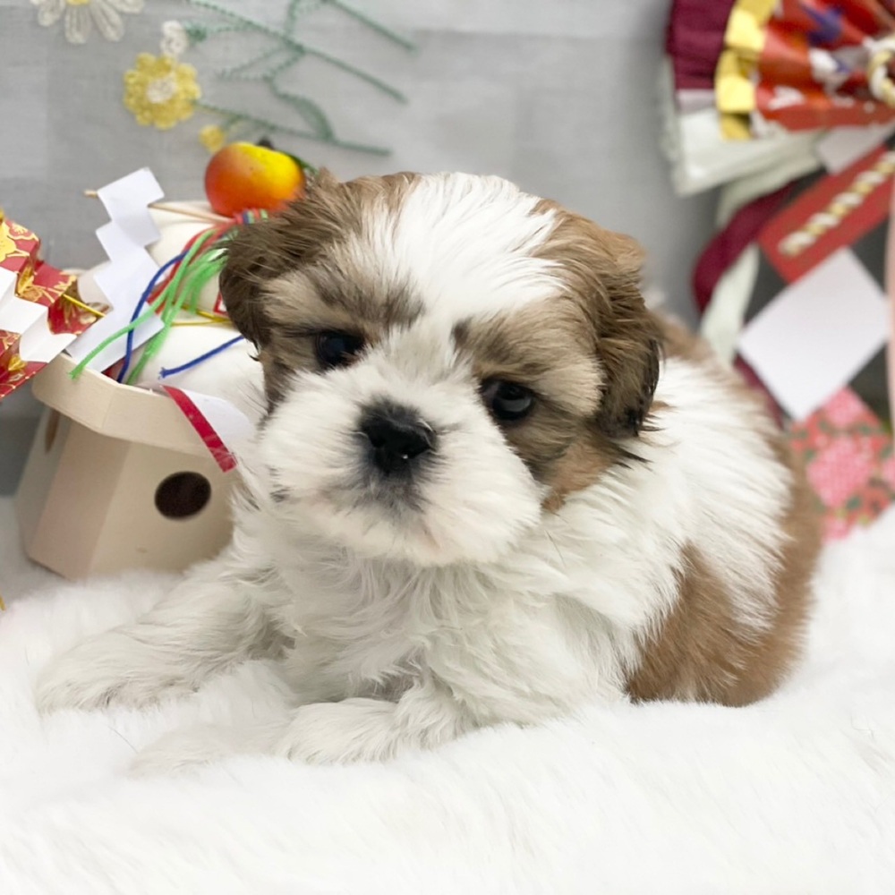 静岡県のシーズー (犬の家＆猫の里MEGAドン・キホーテ袋井店/2025年11月24日生まれ/男の子/ホワイトゴールド)の子犬の4枚目の画像