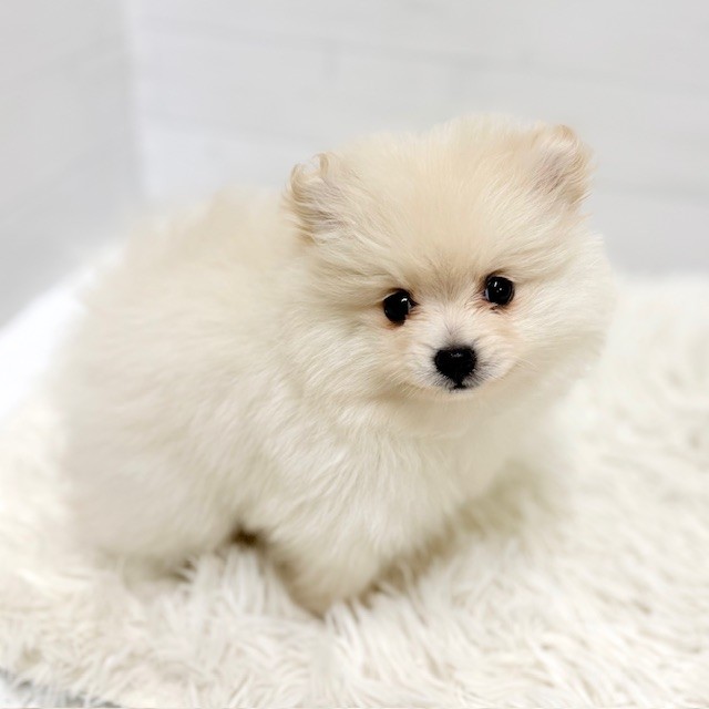 愛知県のポメラニアン (犬の家＆猫の里豊田店/2025年11月24日生まれ/女の子/クリーム)の子犬の1枚目の画像