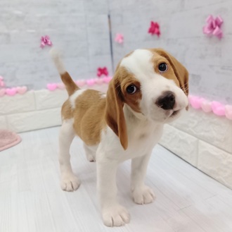 静岡県のビーグル (犬の家＆猫の里プレ葉ウォーク浜北店/2025年11月24日生まれ/男の子/レモンホワイト)の子犬の4枚目の画像