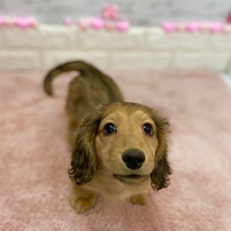 静岡県のミニチュアダックスフンド(ロング) (犬の家＆猫の里プレ葉ウォーク浜北店/2025年11月23日生まれ/女の子/シェーデットイエロー)の子犬の4枚目の画像