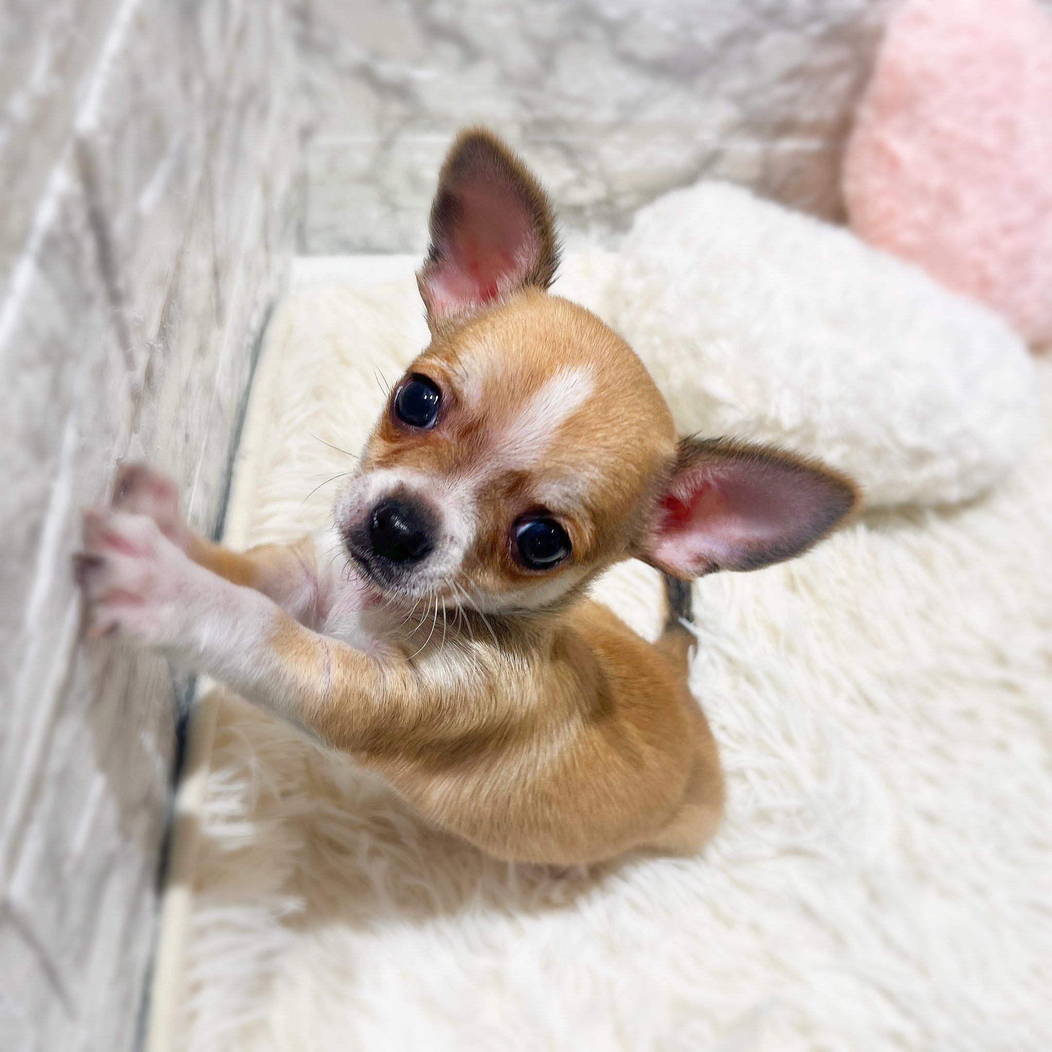 愛知県のチワワ(スムース) (犬の家＆猫の里MiO香久山店/2025年11月21日生まれ/男の子/レッド)の子犬の4枚目の画像