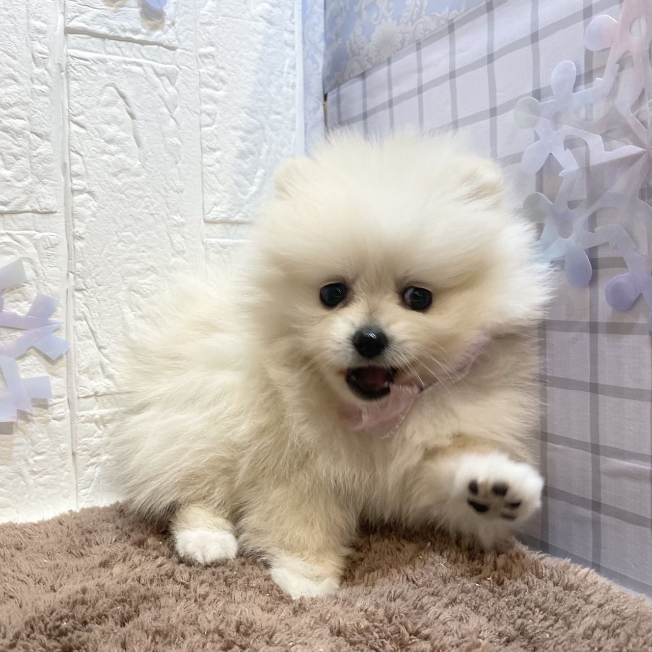 長野県のポメラニアン (犬の家＆猫の里カインズ梓川店/2025年11月23日生まれ/女の子/クリーム)の子犬の4枚目の画像