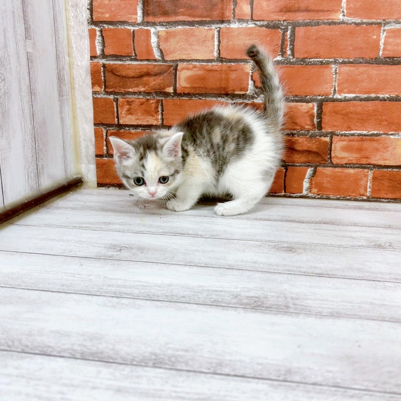 神奈川県のスコティッシュフォールド (犬の家＆猫の里小田原店/2025年11月25日生まれ/女の子/シルバーパッチドタビーホワイト)の子猫の4枚目の画像