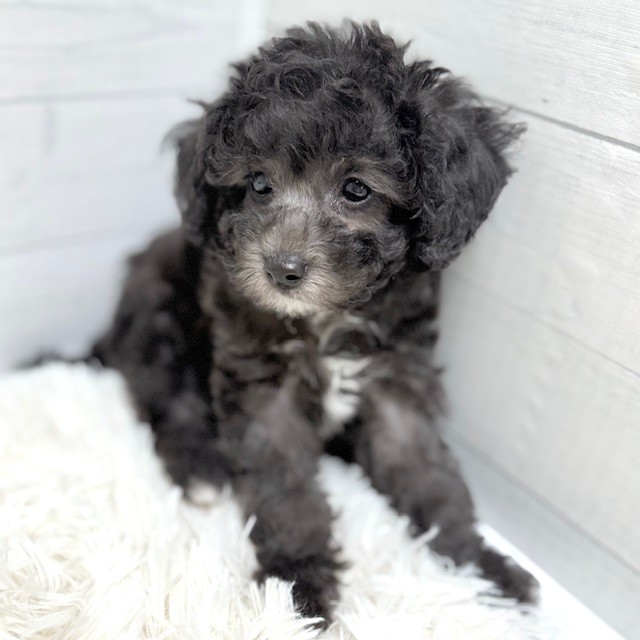 愛知県のトイプードル(トイ) (犬の家＆猫の里豊田店/2025年11月21日生まれ/男の子/シルバー)の子犬の4枚目の画像