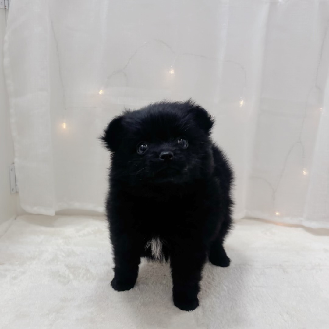 千葉県のポメチワ/チワポメ/ポメチー(ポメラニアン×チワワ) (犬の家＆猫の里BIGHOPガーデンモール印西店/2025年11月24日生まれ/男の子/ブラックホワイト)の子犬の4枚目の画像
