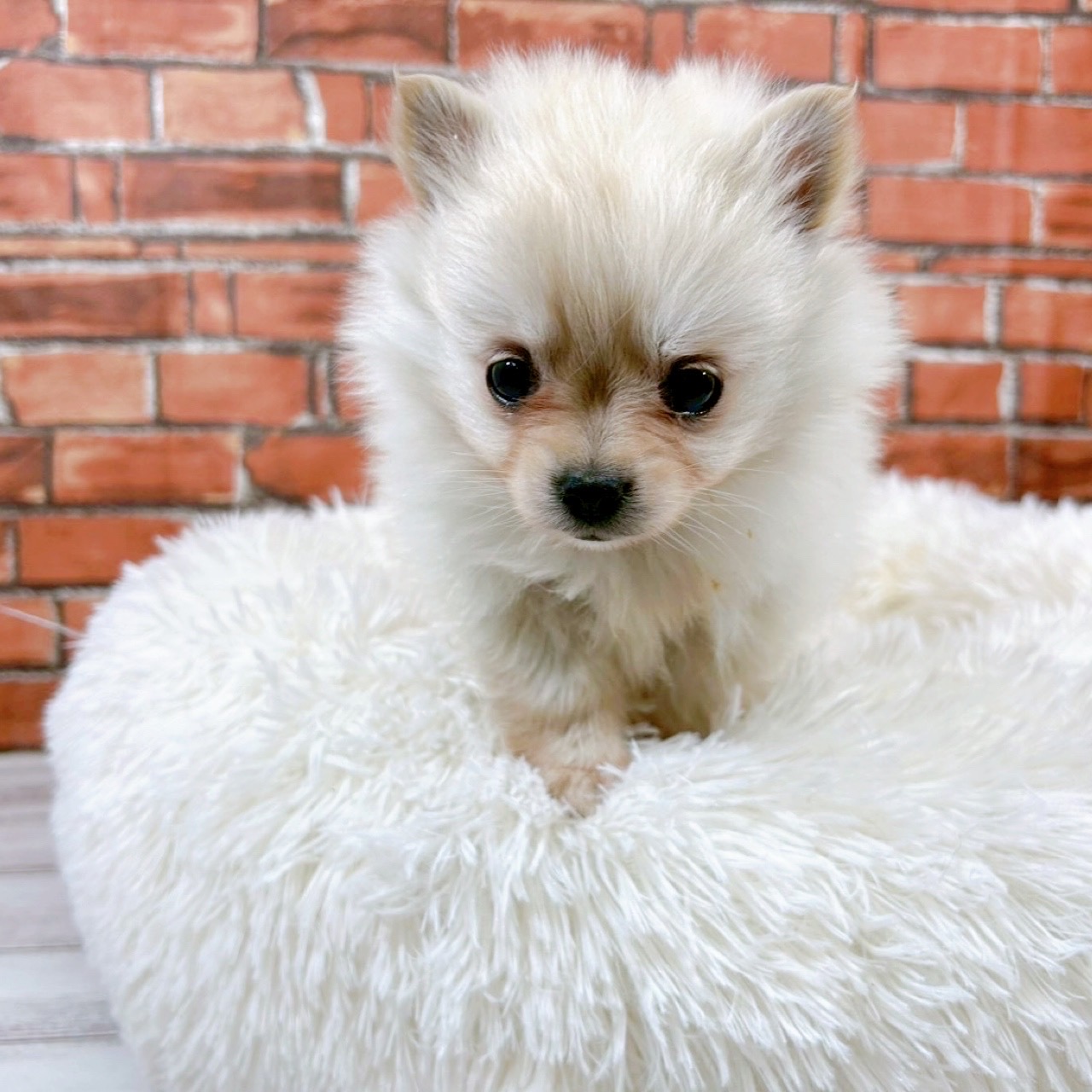 神奈川県のポメチワ/チワポメ/ポメチー(ポメラニアン×チワワ) (犬の家＆猫の里小田原店/2025年11月24日生まれ/女の子/クリーム)の子犬の4枚目の画像