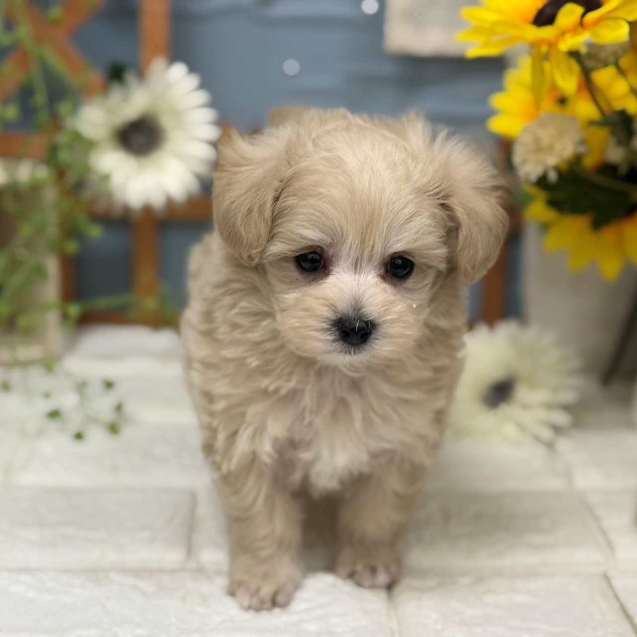 千葉県のマルプー(マルチーズ×プードル) (犬の家＆猫の里ワンズモール稲毛店/2025年11月25日生まれ/男の子/クリーム)の子犬の4枚目の画像