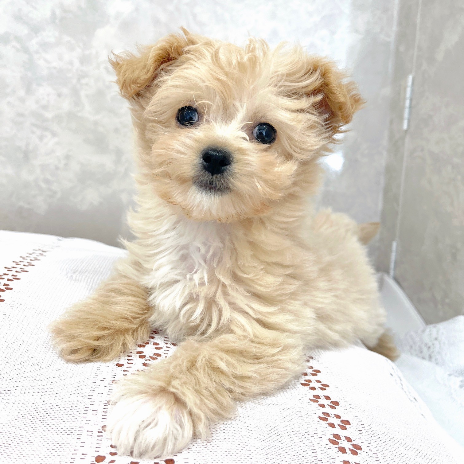 福岡県のチワプー/プーチー(チワワ×プードル) (犬の家＆猫の里くりえいと宗像店/2025年11月25日生まれ/女の子/クリーム)の子犬の4枚目の画像