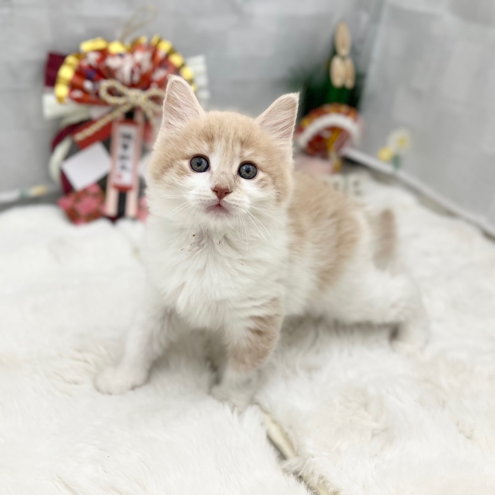 静岡県のノルウェージャンフォレストキャット (犬の家＆猫の里MEGAドン・キホーテ袋井店/2025年11月25日生まれ/女の子/クリームタビーホワイト)の子猫の4枚目の画像