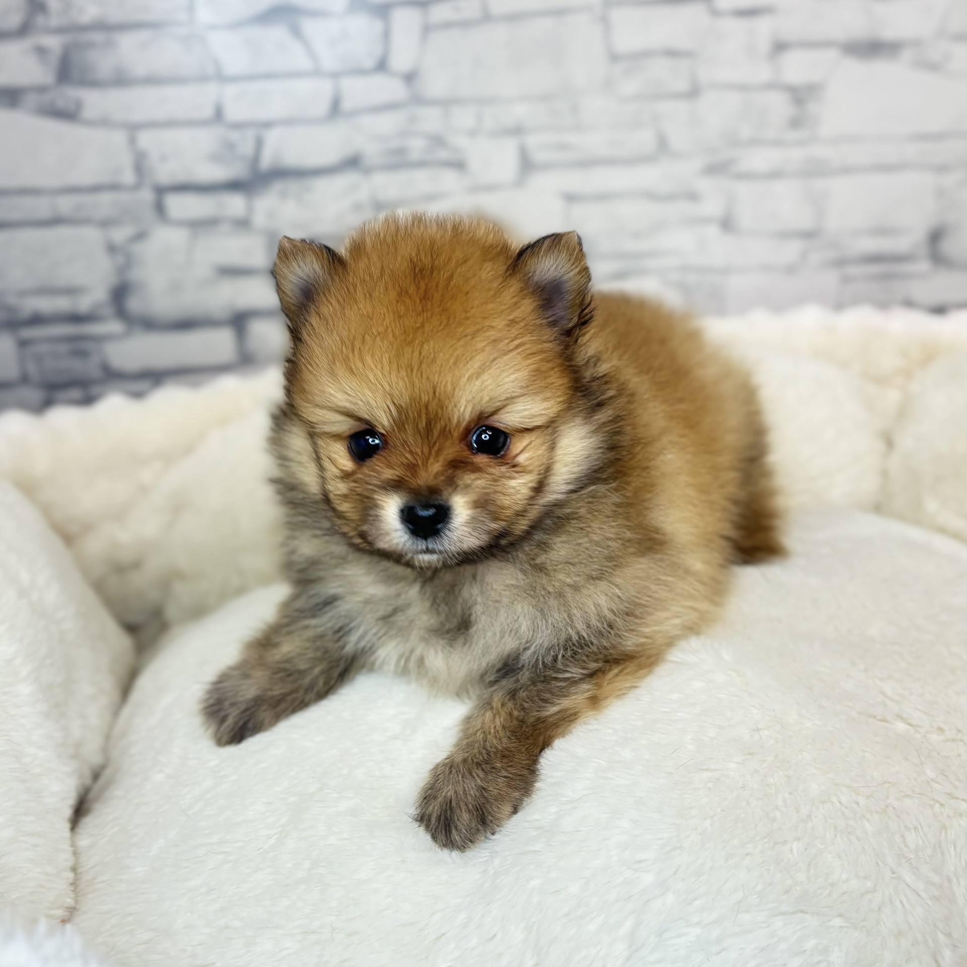 長野県のポメラニアン (犬の家＆猫の里長野店/2025年11月24日生まれ/男の子/オレンジ)の子犬の4枚目の画像