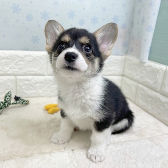 静岡県のウェルシュコーギーペンブローク (犬の家＆猫の里マークイズ静岡店/2025年11月24日生まれ/女の子/ブラックタンホワイト)の子犬の4枚目の画像