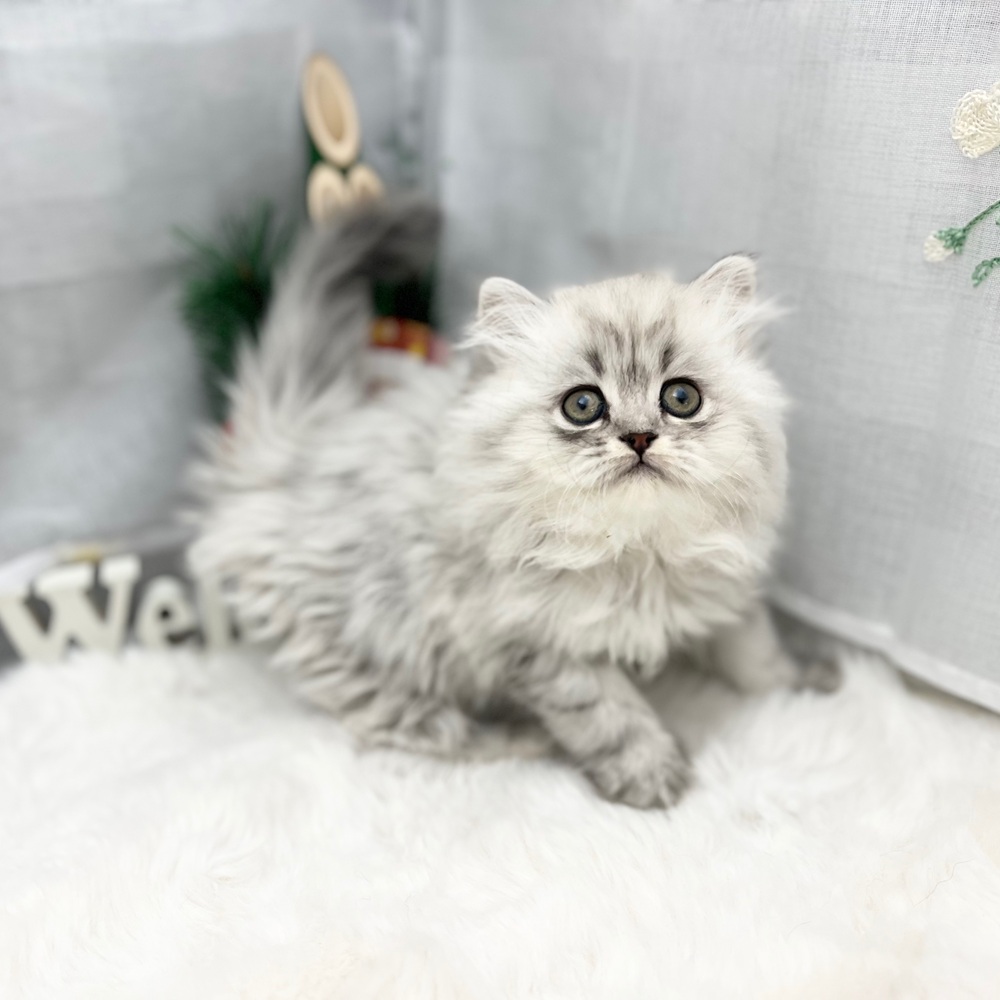 スコティッシュフォールド女の子の写真