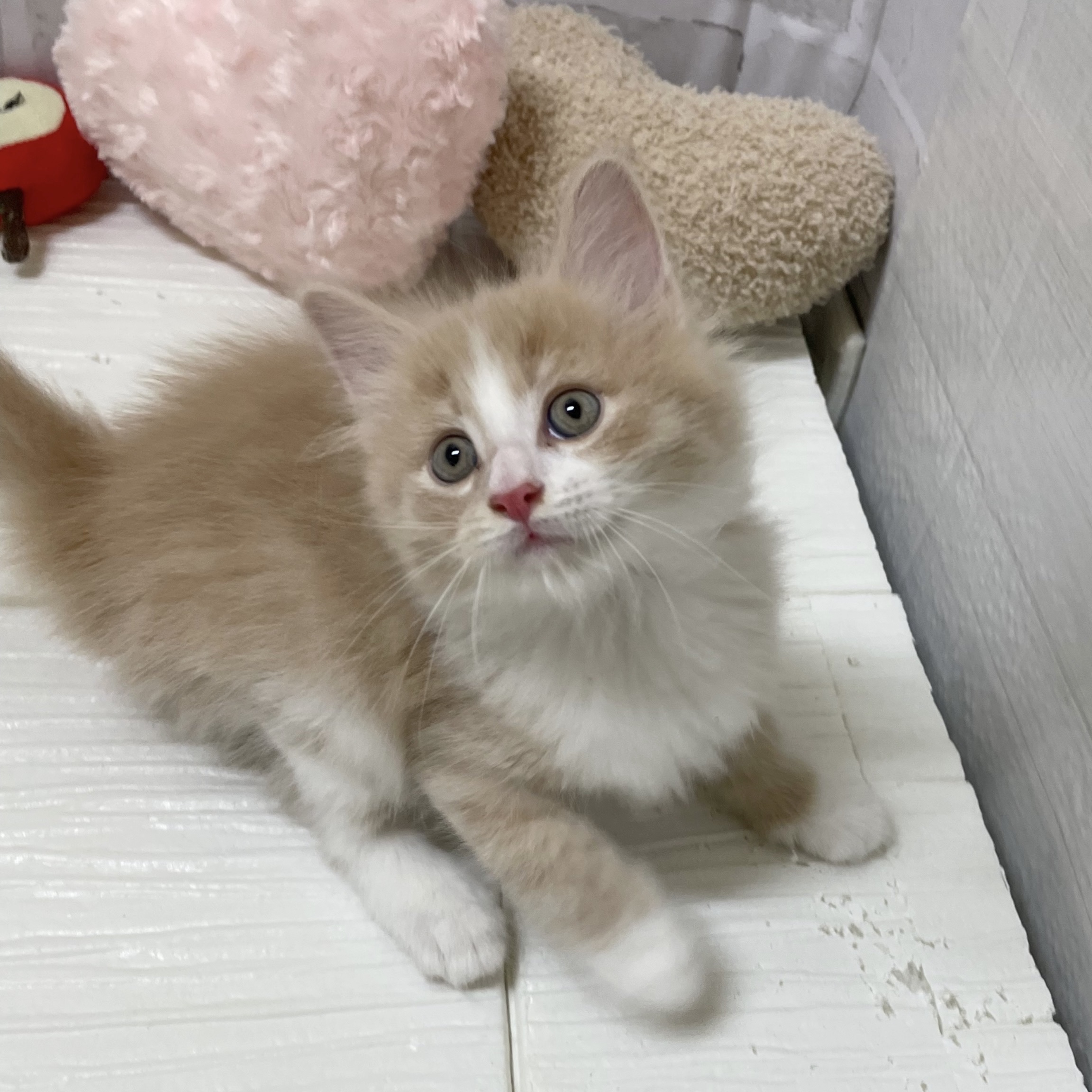 愛知県のノルウェージャンフォレストキャット (犬の家＆猫の里岡崎店/2025年11月25日生まれ/男の子/クリームタビーホワイト)の子猫の4枚目の画像