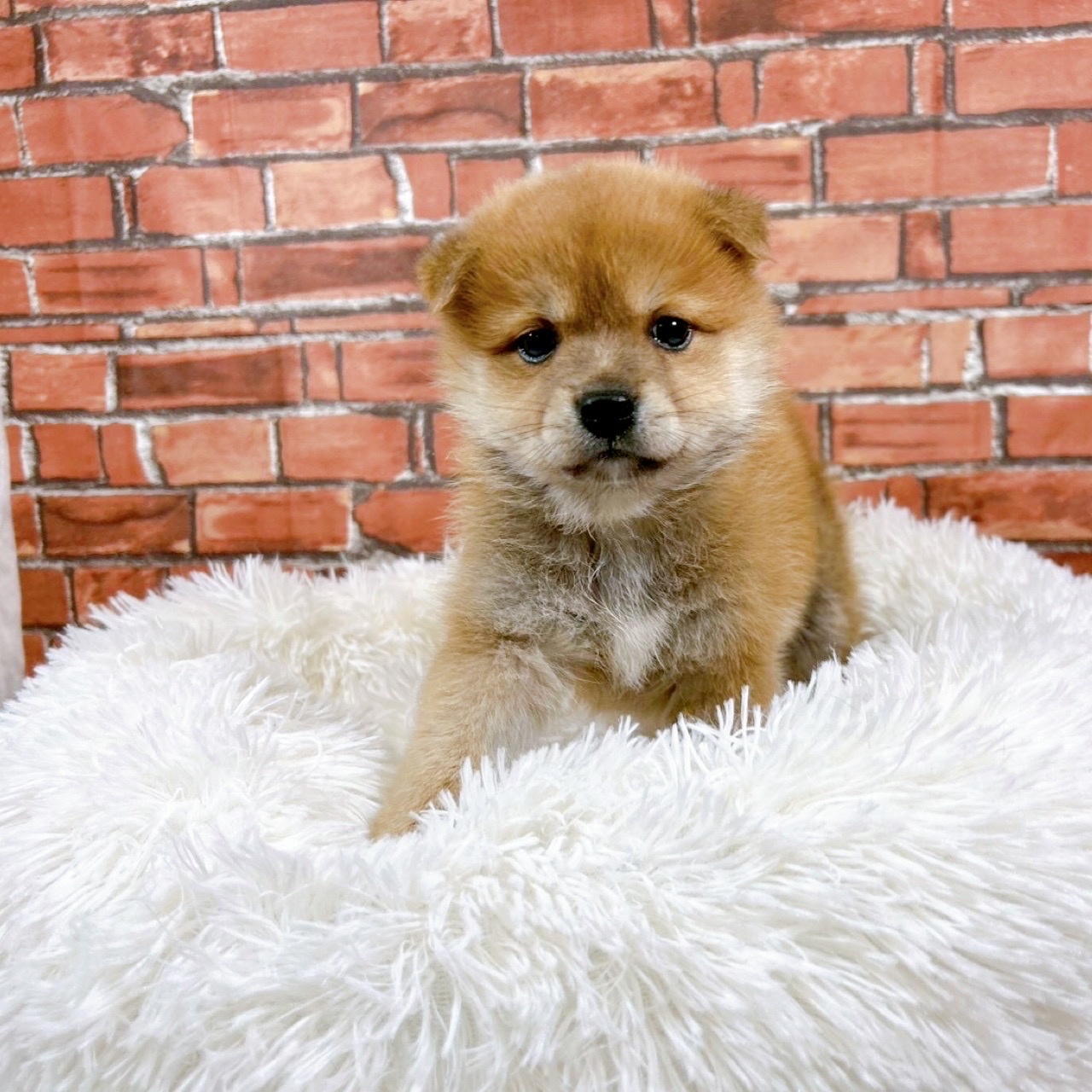 ハーフ犬女の子の写真