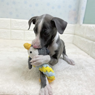 福岡県のイタリアングレーハウンド (犬の家＆猫の里シュロアモール筑紫野店/2025年11月24日生まれ/男の子/ブルーホワイト)の子犬の4枚目の画像