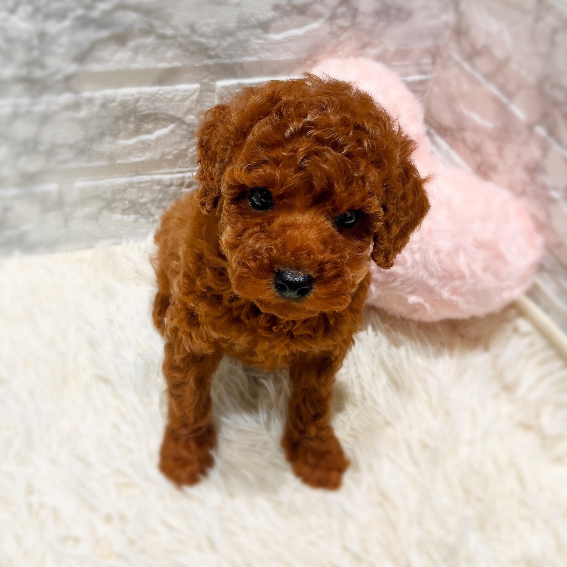 愛知県のトイプードル(トイ) (犬の家＆猫の里MiO香久山店/2025年11月25日生まれ/男の子/レッド)の子犬の4枚目の画像