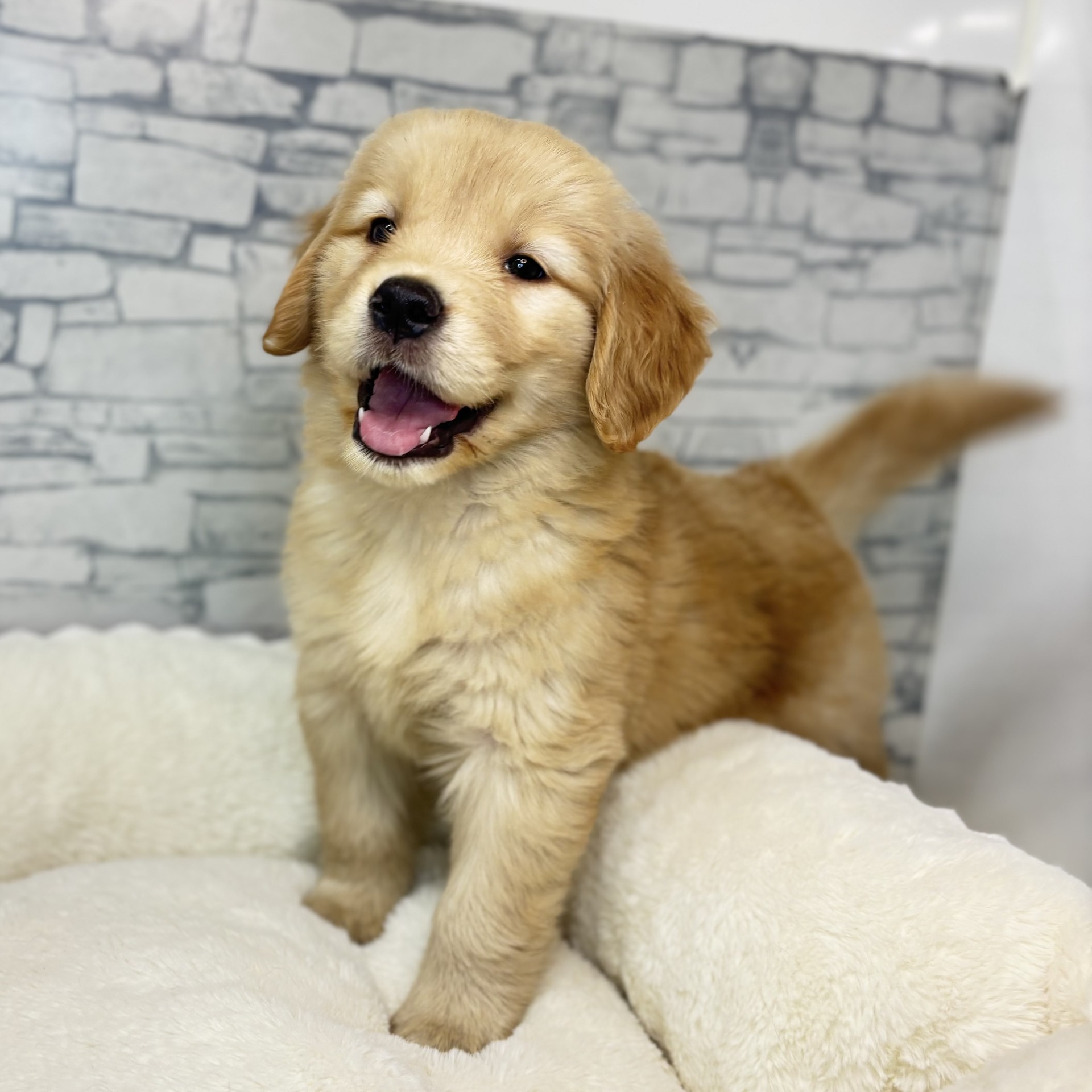 長野県のゴールデンレトリバー (犬の家＆猫の里長野店/2025年11月23日生まれ/女の子/ゴールデン)の子犬の4枚目の画像