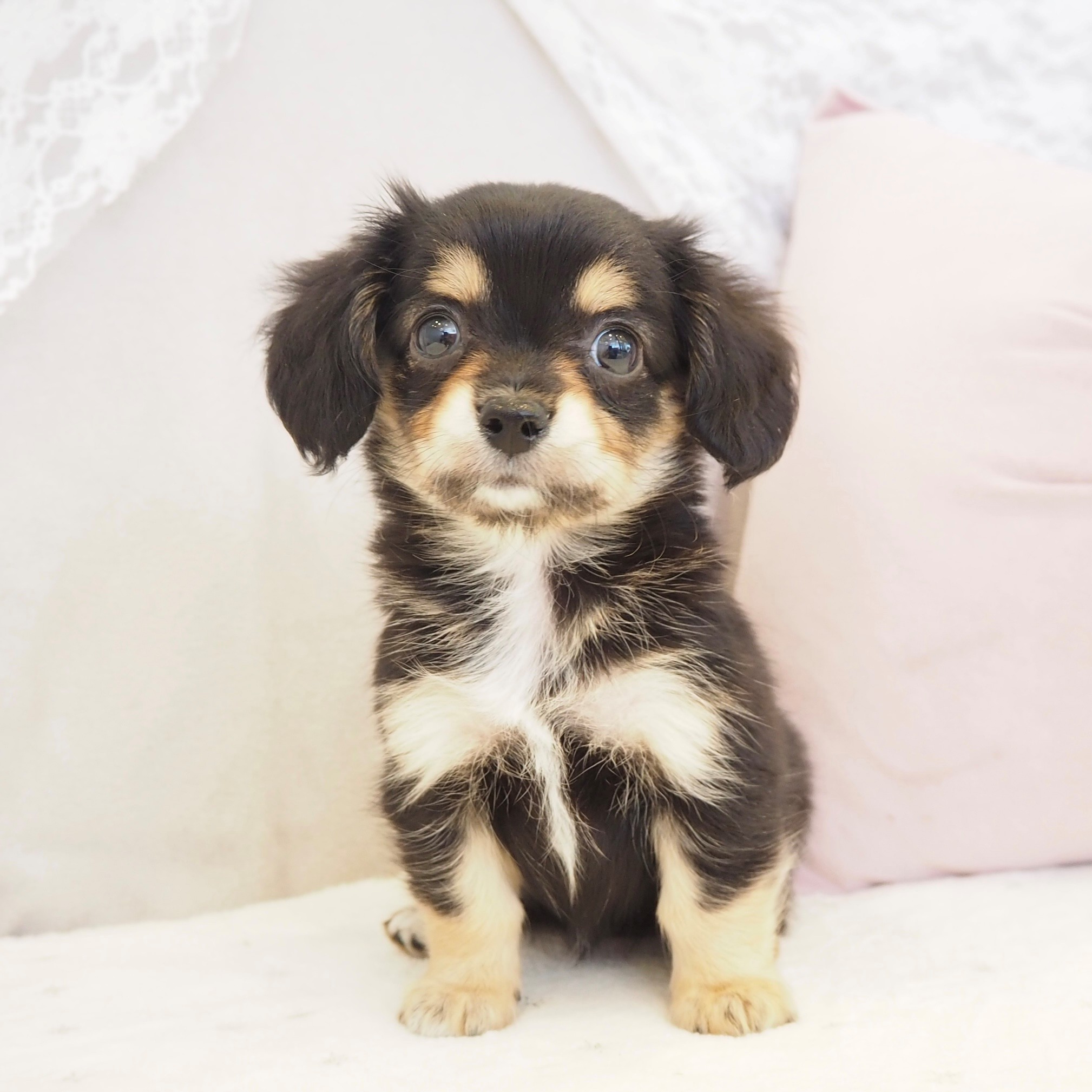 ハーフ犬女の子の写真