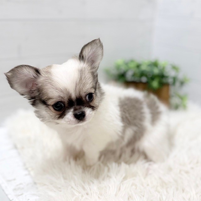 愛知県のチワワ(ロング) (犬の家＆猫の里豊田店/2025年11月25日生まれ/男の子/パーティーカラー)の子犬の4枚目の画像
