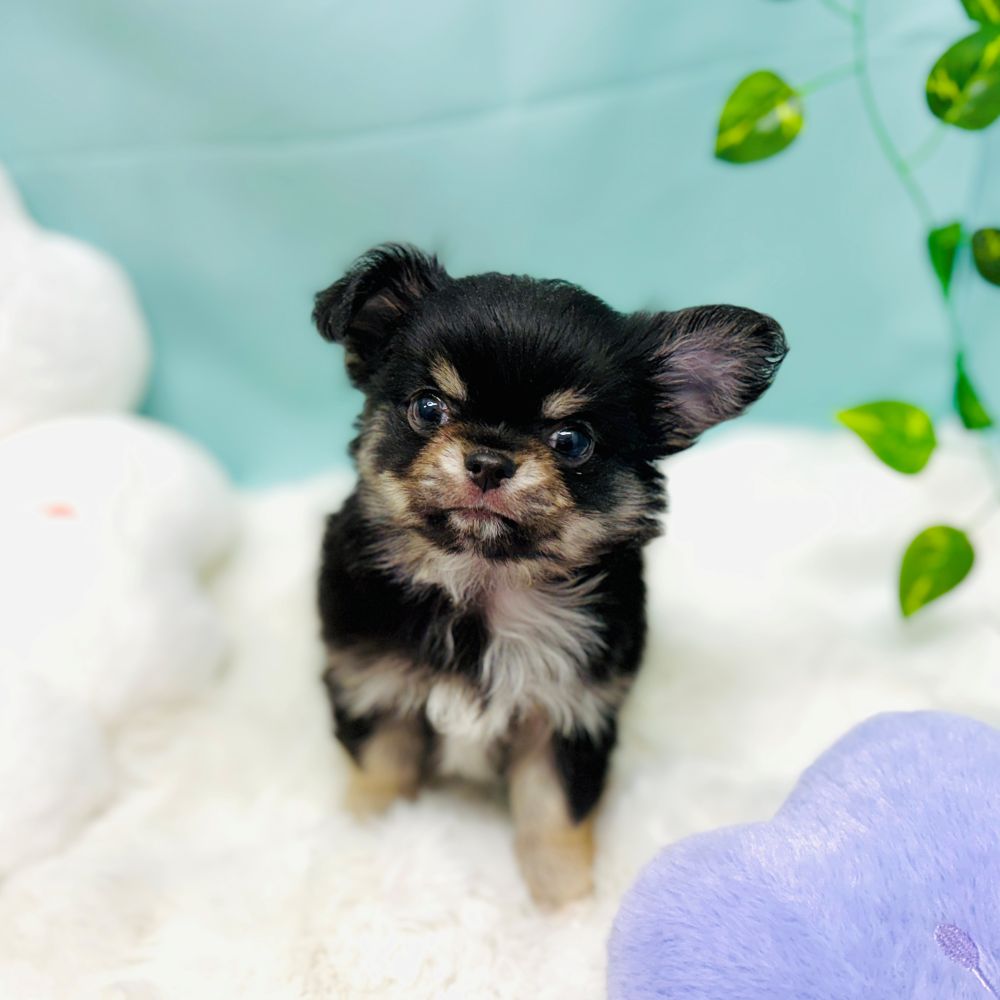 チワワ（ロング）男の子の写真