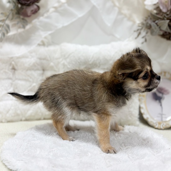 岐阜県のチワワ(ロング) (犬の家＆猫の里カラフルタウン岐阜店/2025年11月25日生まれ/女の子/フォーン)の子犬の4枚目の画像