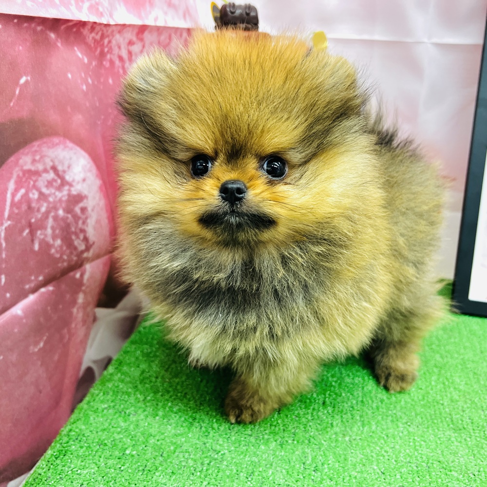 愛知県のポメラニアン (犬の家＆猫の里名古屋天白店/2025年11月24日生まれ/男の子/オレンジセーブル)の子犬の4枚目の画像