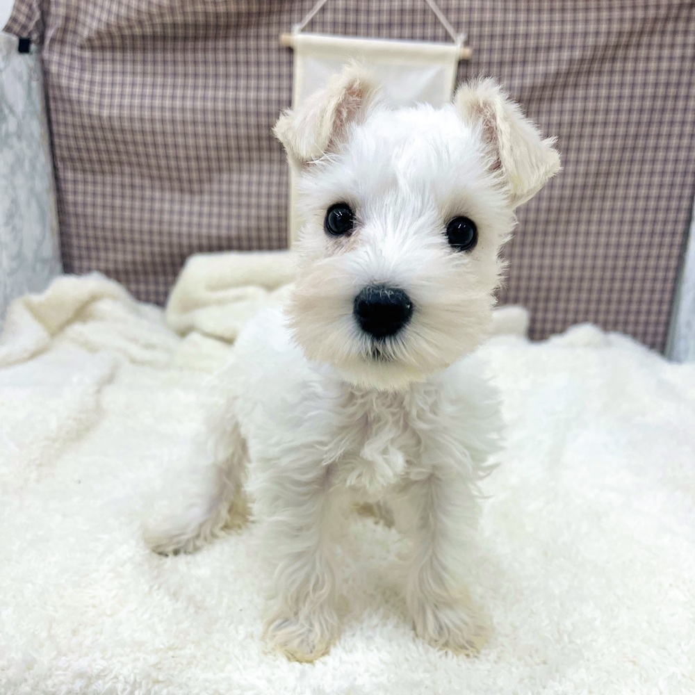 愛知県のミニチュアシュナウザー (犬の家＆猫の里エアポートウォーク店/2025年11月24日生まれ/女の子/ホワイト)の子犬の4枚目の画像